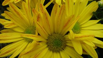 Aster Flower Yellow