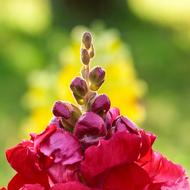 Red Beautiful Flowers Flower