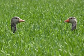 Geese Pair Grass Head