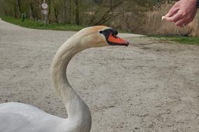 Swan Feed from Hand