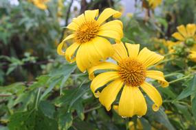 Lotus Tong Flower Flowers