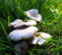 Fungi Mushroom Boletus
