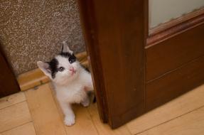 little kitten at the door