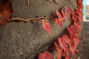 Autumn Ivy Damme