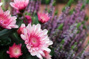 Autumn Flowers Pink Chrysanthemum