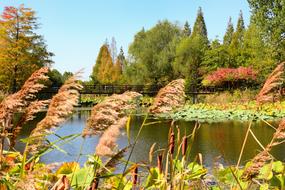 Incheon Dream Park Chrysanthemum