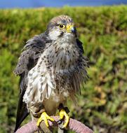 sitting cute fluffy eagle