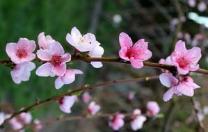 Peach Fruit Trees Flowering