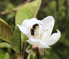 Nature Insect Blossom