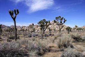 Joshua Tree National