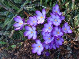 Crocus Blue Purple