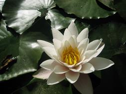 Lotus Plant Pond