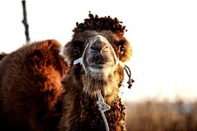 Mammals Animals Nature