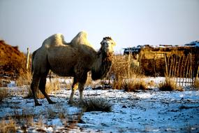 Outdoors Nature Mammals No