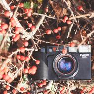 Canon camera on Tree