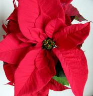 Poinsettia Red