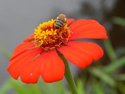 Flower Nature Insect