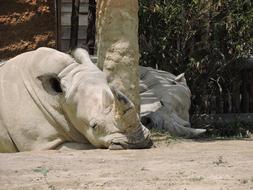 Rhino Animals Nature