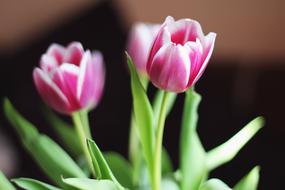 Tulip Flower Pink