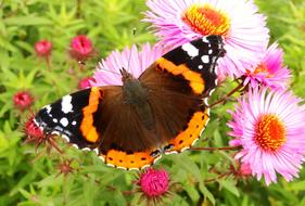 Nature Insect Butterfly Day