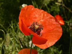 Poppy Flower Nature