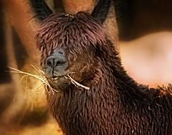 Llama Nature Wildlife