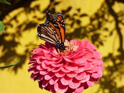 Monarch Butterfly Flower
