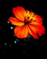 Brighter Side Iphonography