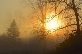 Sunrise Fog Tree
