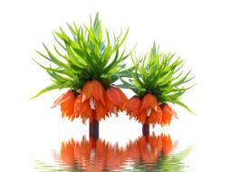 Blossom Bloom Nature Orange