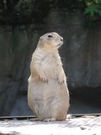 Marmot Rodent Mankei