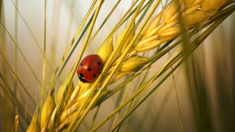 ladybug on wheat in the field