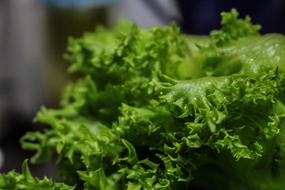 green salad fresh