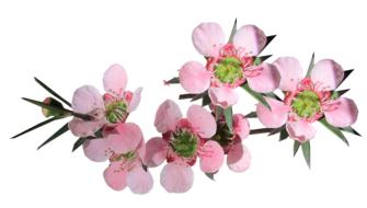 Flower Pink Tea Tree Australian