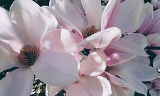 Magnolia Flower Flowering