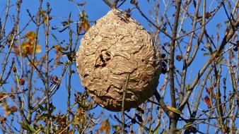 Insects Nest Nature Asian