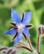 Nature Flower Outdoor