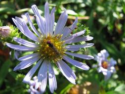 Wild Flower Blue Aster Macro
