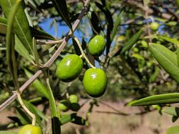 fresh olives on a tree