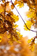 Oak Autumn Yellow