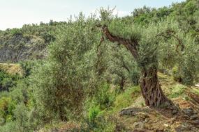 Olive Tree Countryside Nature