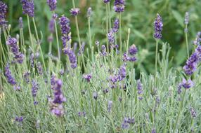 Lavender Flower Field