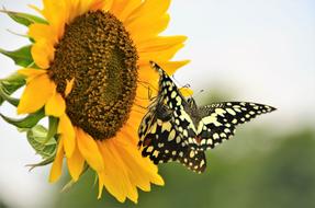 Nature Butterfly Sunflower