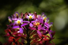 Flower Flora In Machu Picchu