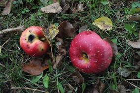 red apples on herbs