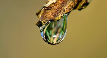 Drop Water Grass