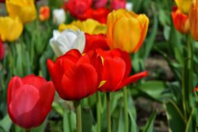 Tulips Flowers Colorful Spring