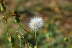 Grinder Dandelion Plant Wild