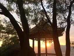 Chinese arbor trees