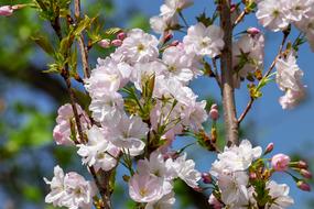 Japanese Column Cherry Prunus